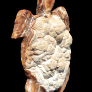 Chocolate Calcite hand-carved tortoise 130mm*21*90mm 264.8g in bright sunshine -  Rocks and Things Store