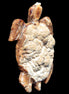 Chocolate Calcite hand-carved tortoise 130mm*21*90mm 264.8g in bright sunshine -  Rocks and Things Store