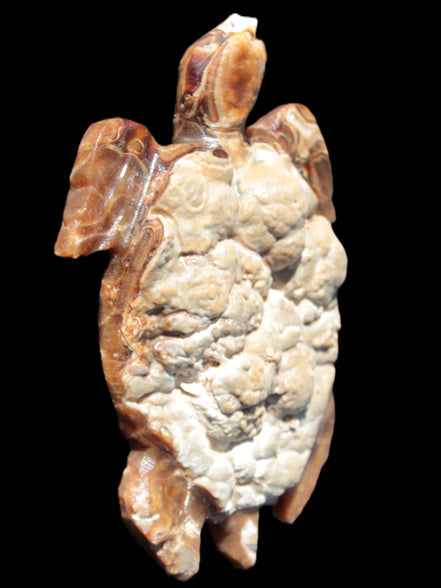 Chocolate Calcite hand-carved tortoise 130mm*21*90mm 264.8g in bright sunshine -  Rocks and Things Store