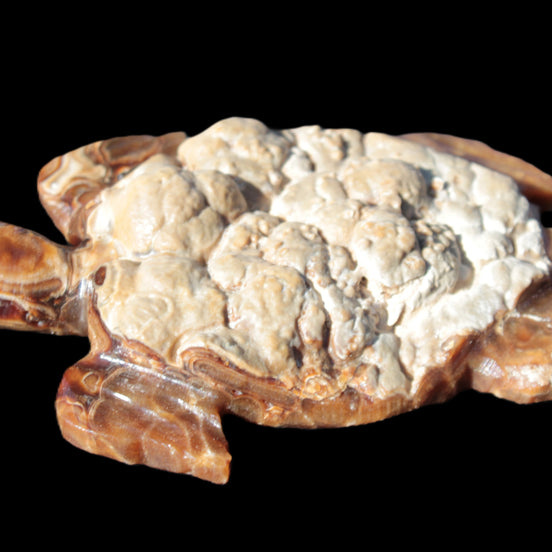 Chocolate Calcite hand-carved tortoise 130mm*21*90mm 264.8g in sunlight - Rocks and Things Store
