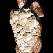 Chocolate Calcite hand-carved tortoise 130mm*21*90mm 264.8g in bright sunshine - Rocks and Things Store