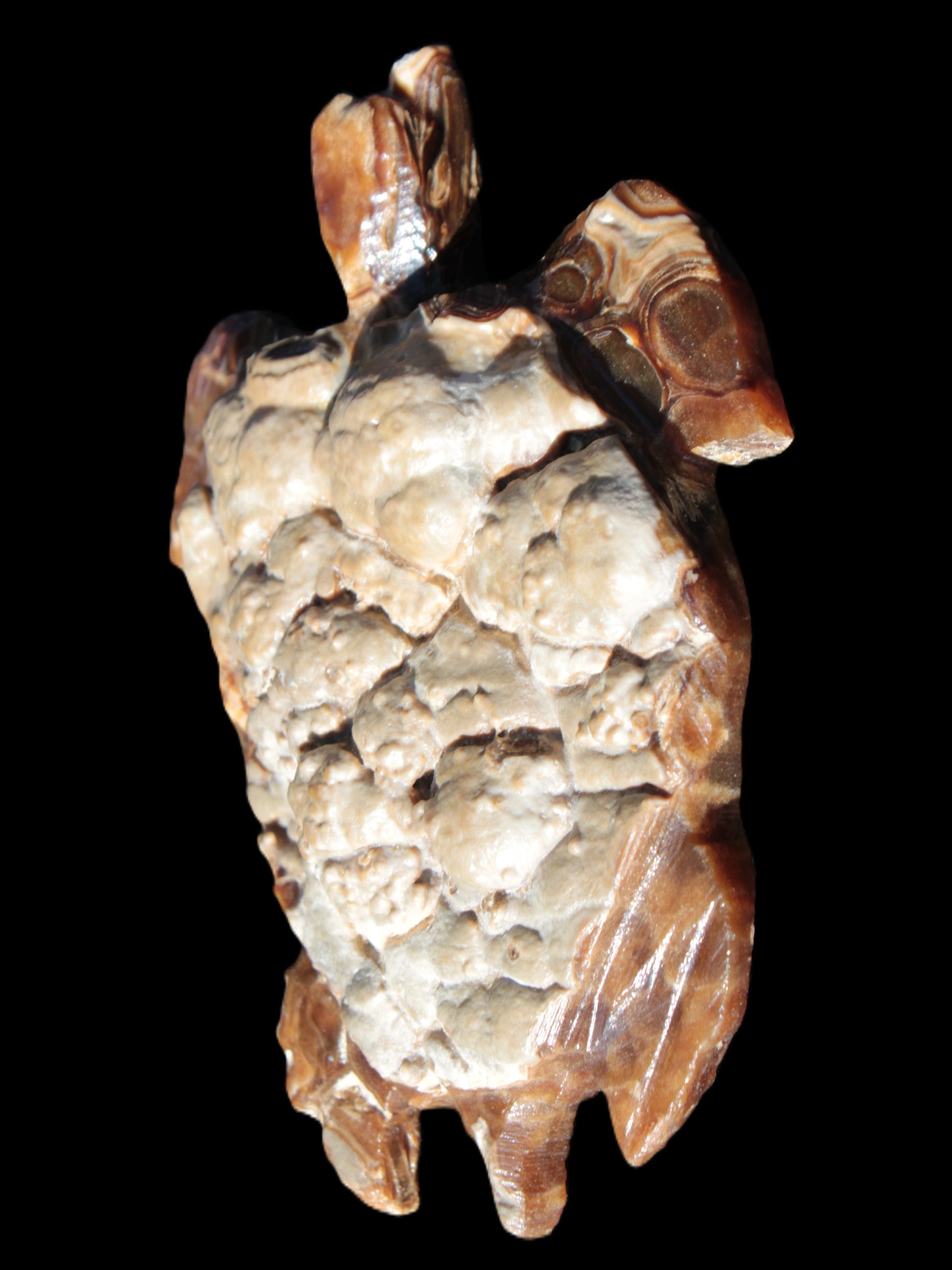 Chocolate Calcite hand-carved tortoise 130mm*21*90mm 264.8g in bright sunshine - Rocks and Things Store