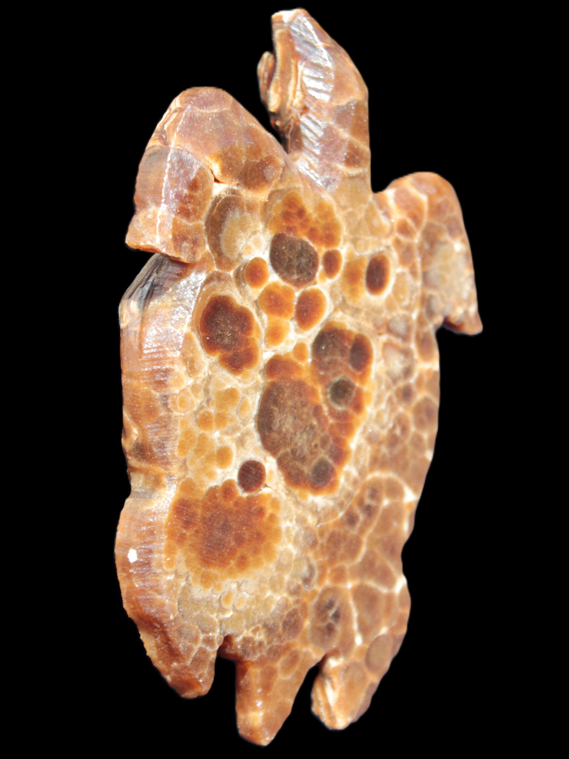 Chocolate Calcite hand-carved tortoise 130mm*21*90mm 264.8g in bright sunshine - Rocks and Things Store