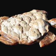 Chocolate Calcite hand-carved tortoise 130mm*21*90mm 264.8g in bright sunshine - Rocks and Things Store