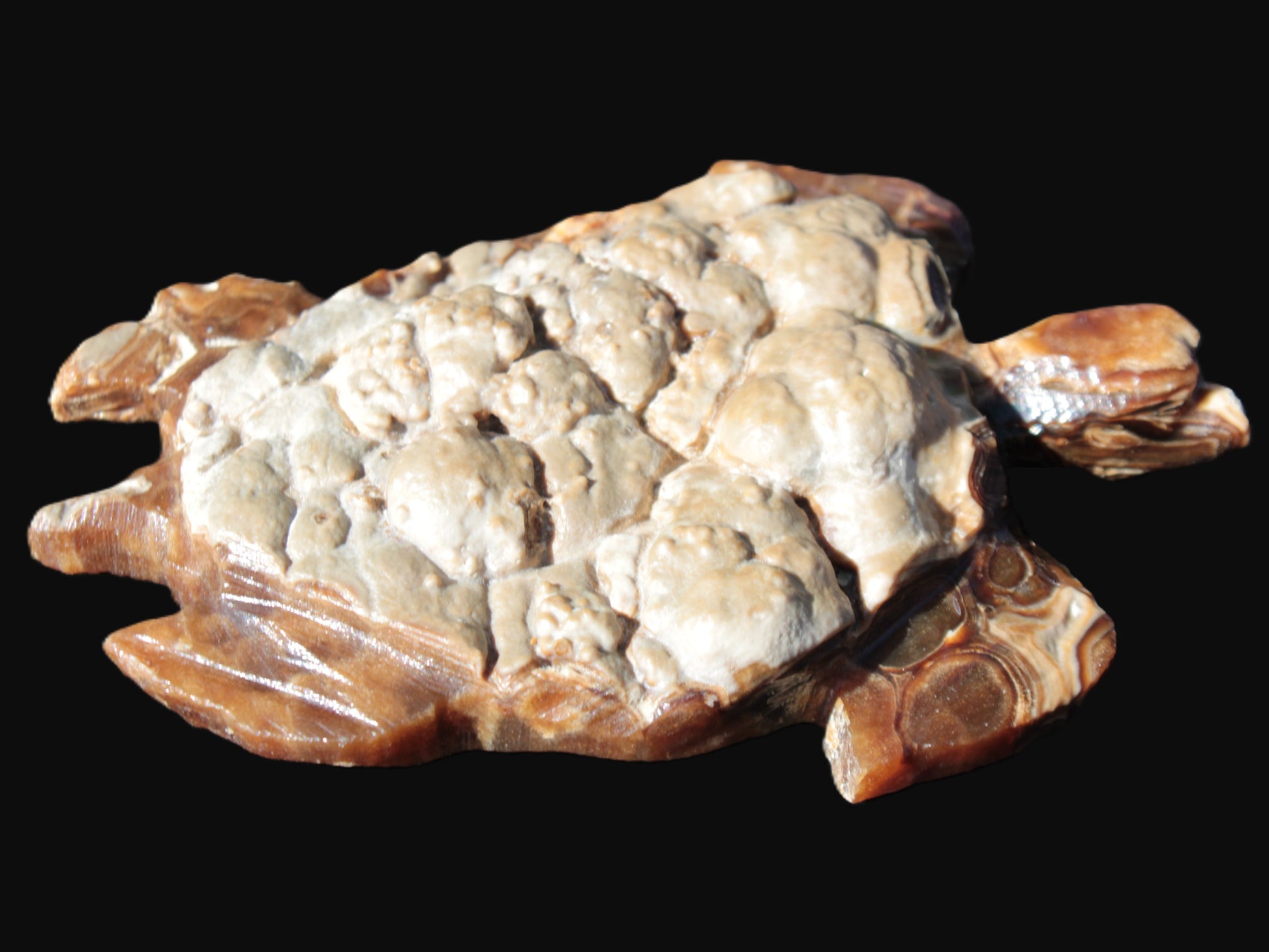 Chocolate Calcite hand-carved tortoise 130mm*21*90mm 264.8g in bright sunshine - Rocks and Things Store