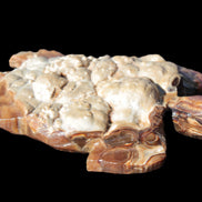 Chocolate Calcite hand-carved tortoise 130mm*21*90mm 264.8g in bright sunshine - Rocks and Things Store