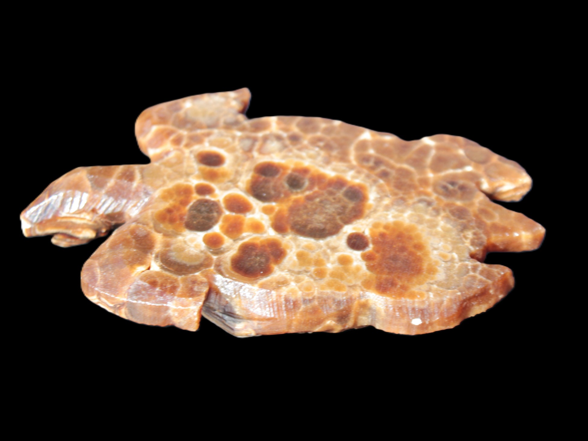 Chocolate Calcite hand-carved tortoise 130mm*21*90mm 264.8g in bright sunshine - Rocks and Things Store