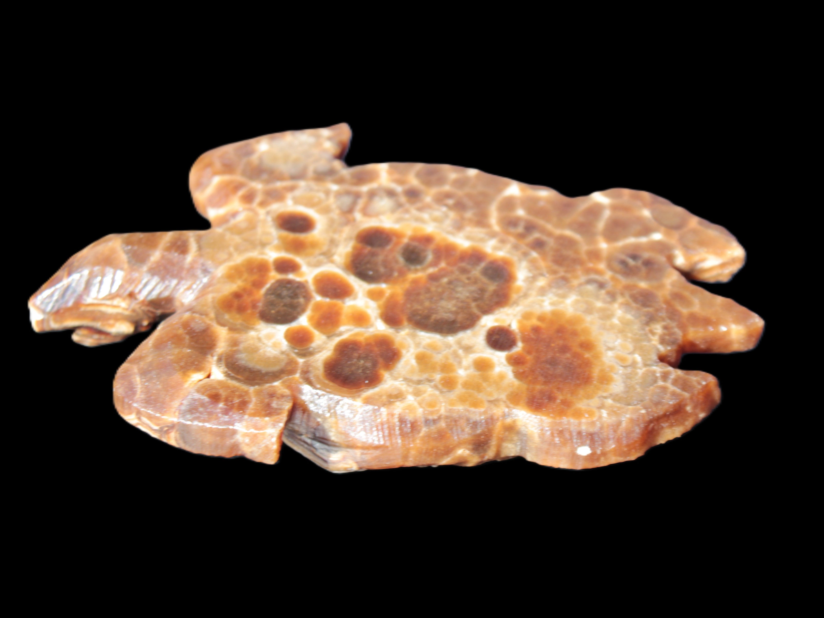 Chocolate Calcite hand-carved tortoise 130mm*21*90mm 264.8g in bright sunshine - Rocks and Things Store
