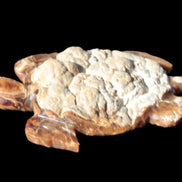 Chocolate Calcite hand-carved tortoise 130mm*21*90mm 264.8g in bright sunshine - Rocks and Things Store