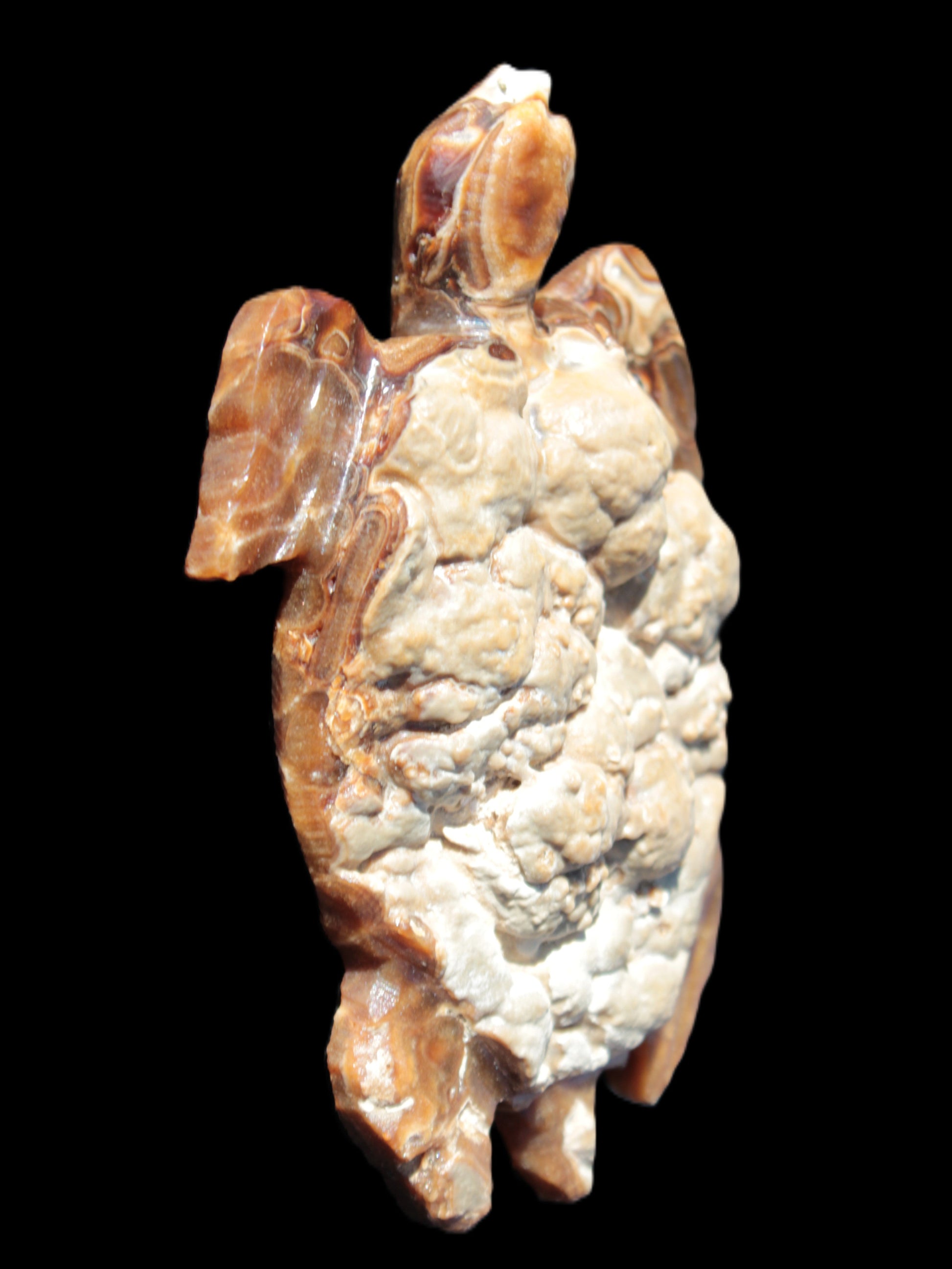 Chocolate Calcite hand-carved tortoise 130mm*21*90mm 264.8g in bright sunshine - Rocks and Things Store