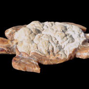 Chocolate Calcite hand-carved tortoise 130mm*21*90mm 264.8g in bright sunshine - Rocks and Things Store