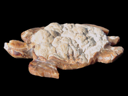 Chocolate Calcite hand-carved tortoise 130mm*21*90mm 264.8g in bright sunshine - Rocks and Things Store