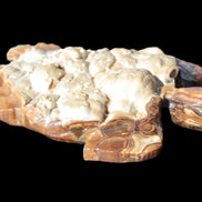 Chocolate Calcite hand-carved tortoise 130mm*21*90mm 264.8g in bright sunshine - Rocks and Things Store