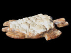 Chocolate Calcite hand-carved tortoise 130mm*21*90mm 264.8g in bright sunshine - Rocks and Things Store