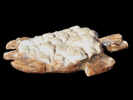 Chocolate Calcite hand-carved tortoise 130mm*21*90mm 264.8g in bright sunshine - Rocks and Things Store