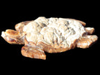 Chocolate Calcite hand-carved tortoise 130mm*21*90mm 264.8g in bright sunshine - Rocks and Things Store