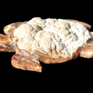 Chocolate Calcite hand-carved tortoise 130mm*21*90mm 264.8g in bright sunshine - Rocks and Things Store