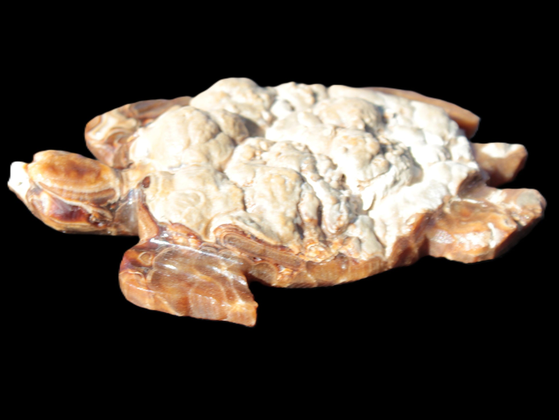 Chocolate Calcite hand-carved tortoise 130mm*21*90mm 264.8g in bright sunshine - Rocks and Things Store