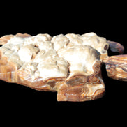 Chocolate Calcite hand-carved tortoise 130mm*21*90mm 264.8g in bright sunshine - Rocks and Things Store