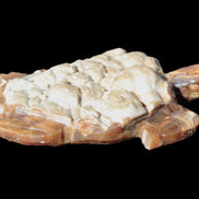Chocolate Calcite hand-carved tortoise 130mm*21*90mm 264.8g in bright sunshine - Rocks and Things Store