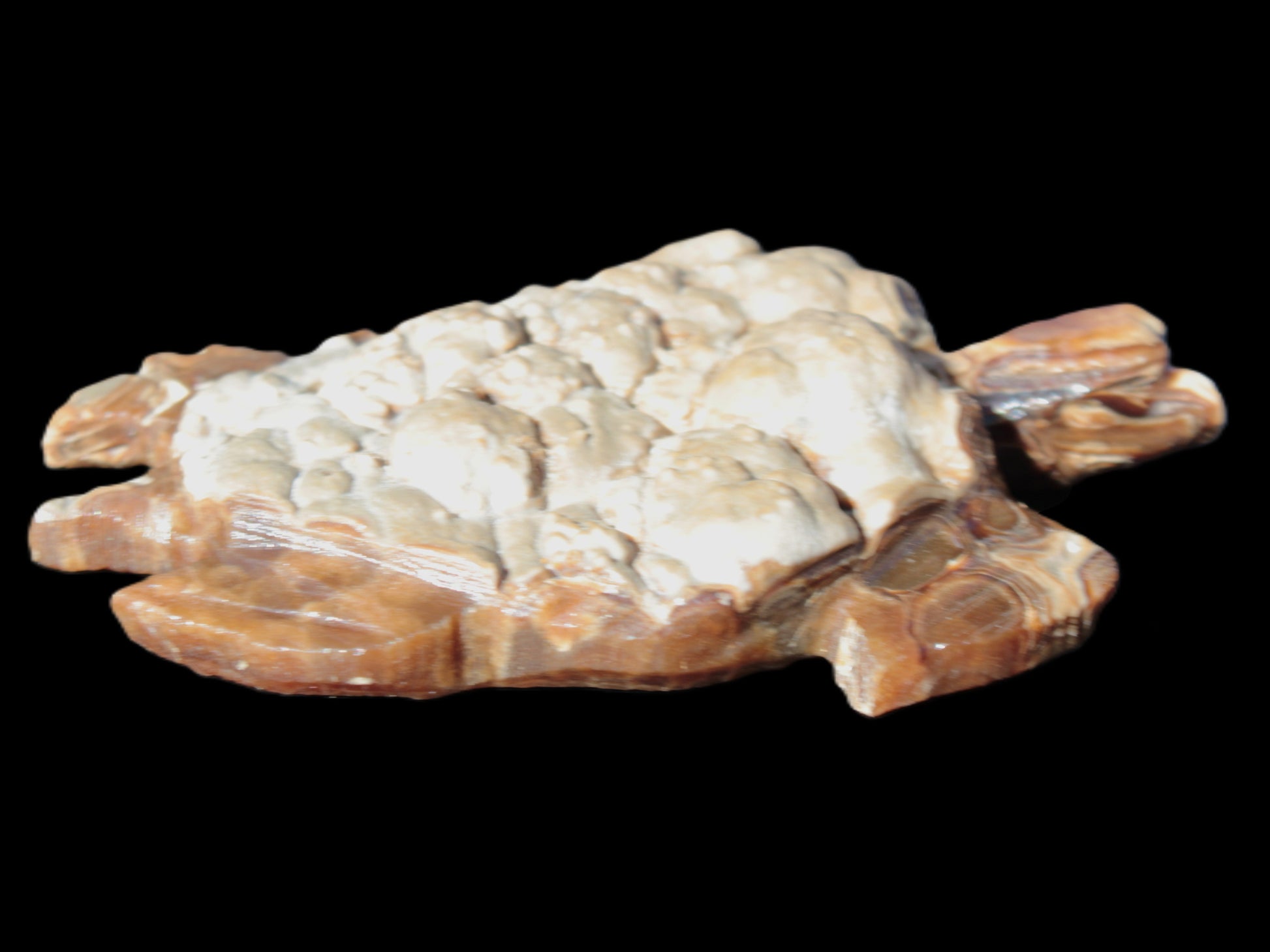 Chocolate Calcite hand-carved tortoise 130mm*21*90mm 264.8g in bright sunshine - Rocks and Things Store