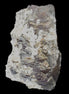 Complex stepped Fluorite cluster 173*141*85mm 2772g in sunlight - Rocks and Things Store