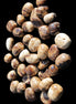 Chocolate Calcite 41 tumbled stones 25*20mm - 30*25mm 725g Wholesale in sunlight - Rocks and Things Store