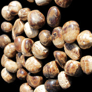 Chocolate Calcite 41 tumbled stones 25*20mm - 30*25mm 725g Wholesale in sunlight - Rocks and Things Store