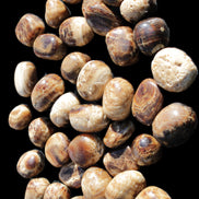 Chocolate Calcite 41 tumbled stones 25*20mm - 30*25mm 725g Wholesale in sunlight - Rocks and Things Store