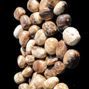 Chocolate Calcite 41 tumbled stones 25*20mm - 30*25mm 725g Wholesale in sunlight - Rocks and Things Store