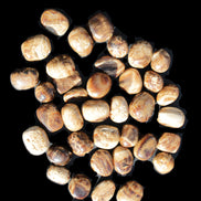 Chocolate Calcite 41 tumbled stones 25*20mm - 30*25mm 725g Wholesale in sunlight - Rocks and Things Store