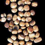 Chocolate Calcite 55 tumbled stones 21*11mm - 24-23mm  810g Wholesale in sunlight - Rocks and Things Store