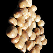 Chocolate Calcite 39 tumbled stones  23*17mm - 25*22mm 670g Wholesale in sunlight - Rocks and Things Store