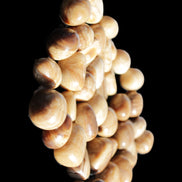 Chocolate Calcite 39 tumbled stones  23*17mm - 25*22mm 670g Wholesale in sunlight - Rocks and Things Store