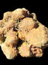 Elestial Clear Quartz crystals with crystal Calcite coating from Afghanistan 179.2g Rocks and Things
