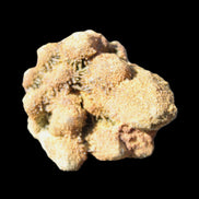Elestial Clear Quartz crystals with crystal Calcite coating from Afghanistan 179.2g in sunlight - Rocks and Things Store