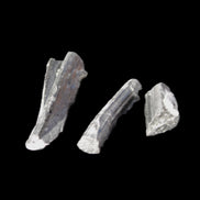 Rainbow Black Tourmaline from Pakistan 3 crystals 6-21mm 52.5ct 10.6g Rocks and Things Store