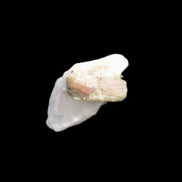 Watermelon Tourmaline on Quartz cluster 27mm 21ct 4.2g in sunlight - Rocks and Things Store