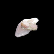 Watermelon Tourmaline on Quartz cluster 27mm 21ct 4.2g in sunlight - Rocks and Things Store