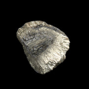 Chalcopyrite cluster from Pakistan 28-33mm 42g in sunlight - Rocks and Things Store