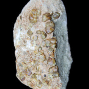 Peridot on matrix 37*34*27mm 48g in sunlight - Rocks and Things Store