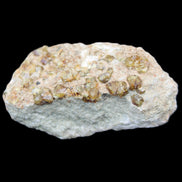 Peridot on matrix 37*34*27mm 48g in sunlight - Rocks and Things Store