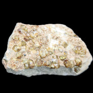 Peridot on matrix 37*34*27mm 48g in sunlight - Rocks and Things Store