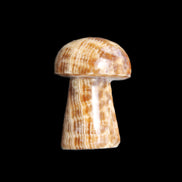 Pale Chocolate Calcite mushroom 27-33mm 7-15g in sunlight - Rocks and Things Store