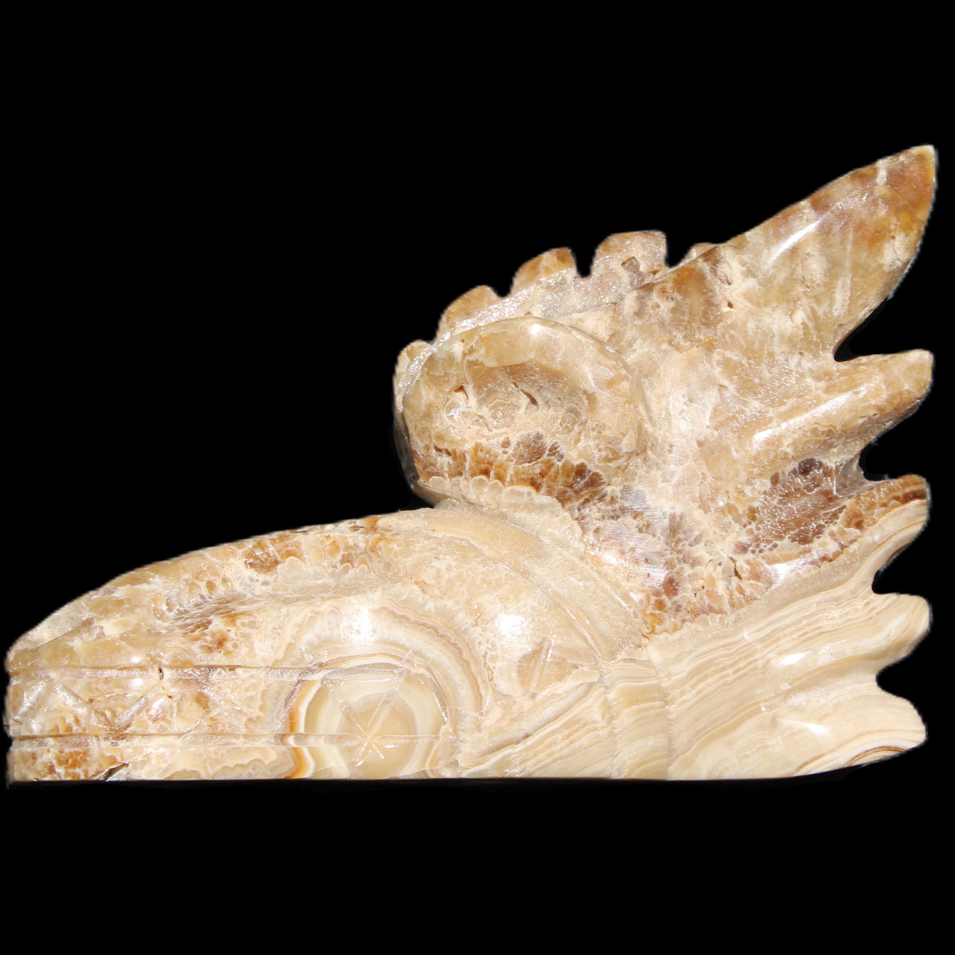 Chocolate Calcite Dragon's head hand-carved 118*41*85mm 494g in sunlight - Rocks and Things Store