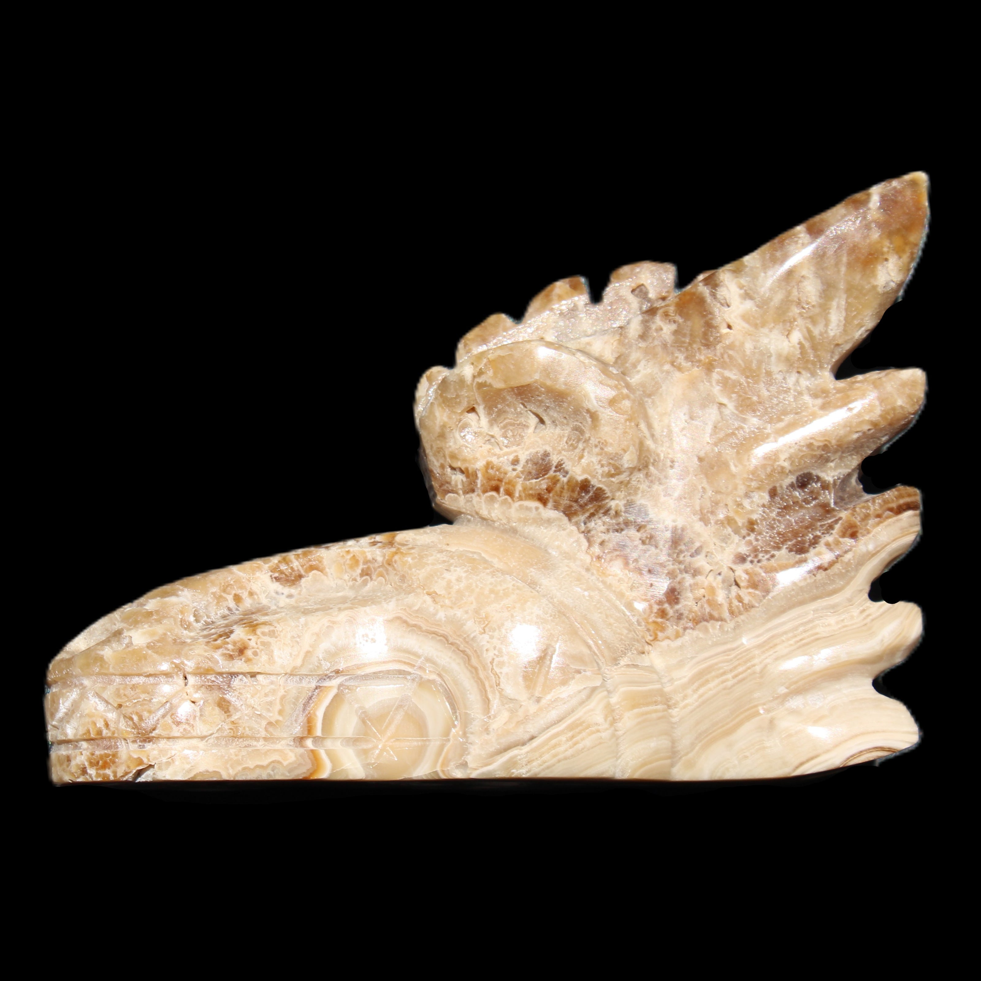 Chocolate Calcite Dragon's head hand-carved 118*41*85mm 494g in sunlight - Rocks and Things Store