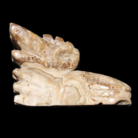 Chocolate Calcite Dragon's head hand-carved 118*41*85mm 494g in sunlight - Rocks and Things Store