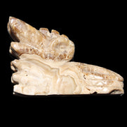 Chocolate Calcite Dragon's head hand-carved 118*41*85mm 494g in sunlight - Rocks and Things Store