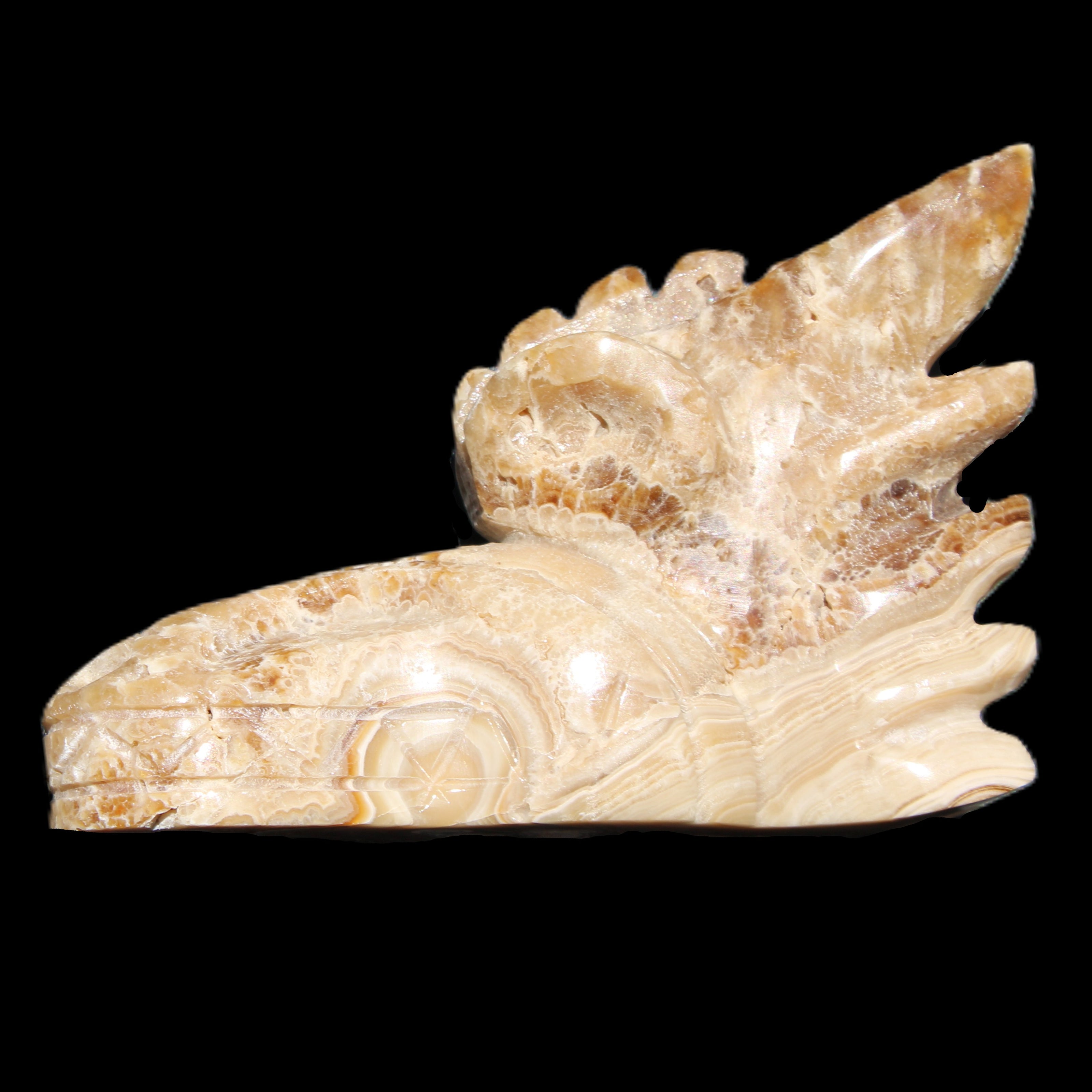 Chocolate Calcite Dragon's head hand-carved 118*41*85mm 494g in sunlight - Rocks and Things Store
