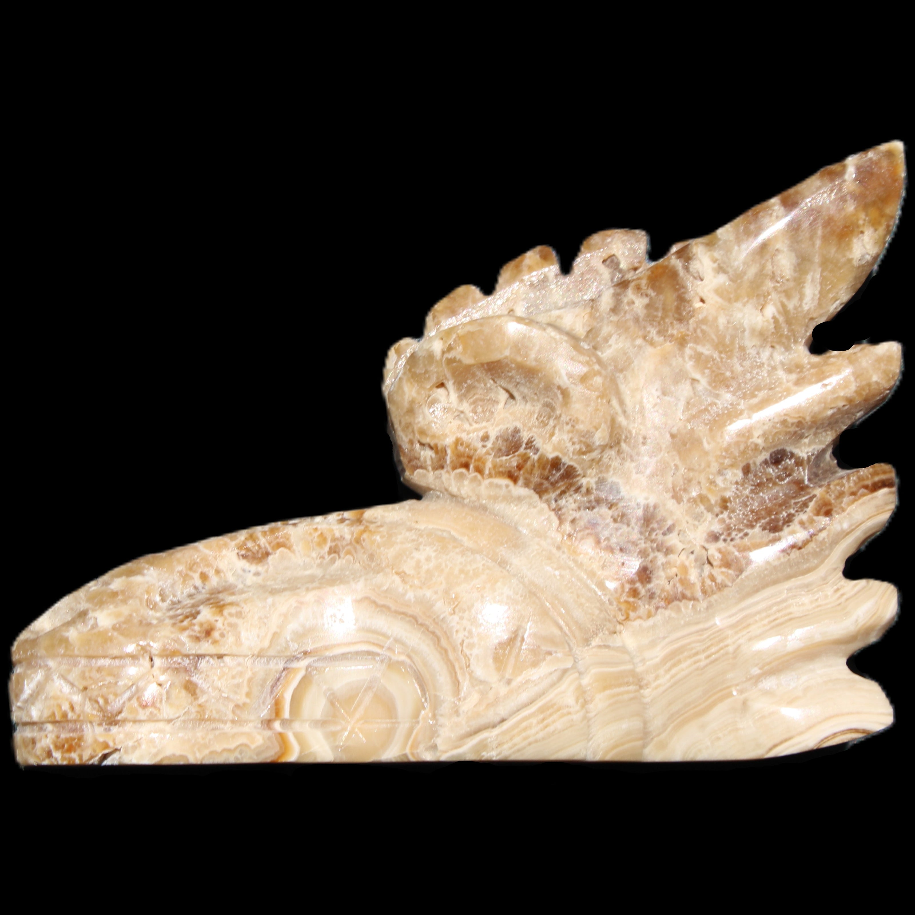 Chocolate Calcite Dragon's head hand-carved 118*41*85mm 494g in sunlight - Rocks and Things Store